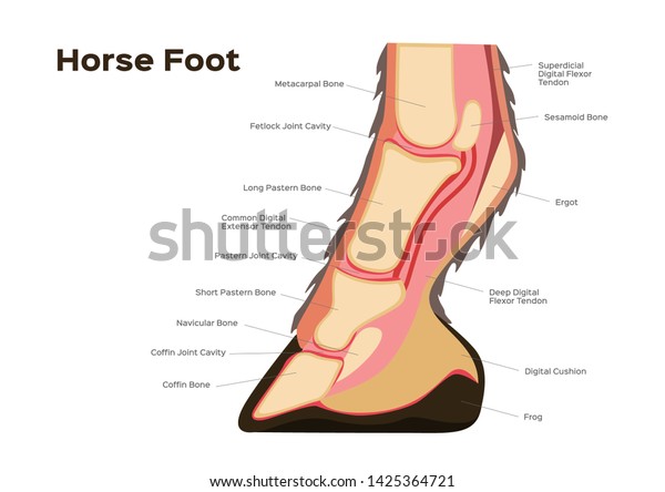 Foot Tendon Chart
