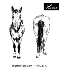 
The horse in front and behind . Ink drawing vector freehand drawing . Engraving , detailed drawing .