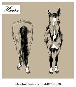 
The horse in front and behind . Ink drawing vector freehand drawing . Engraving , detailed drawing .