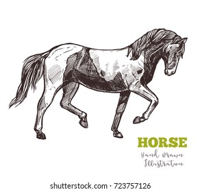 Horse in full-length profile, hand drawn sketch. Vector illustration of animal in motion, graceful step. Horseback ridding concept. Image in engraved style isolated on white background