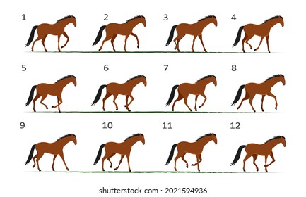 Horse Gait Animation. Horse Walking, Twelve Key Frames.