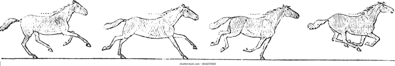 Horse gallop, the three beatings of the galop from Muybridge's instant photography, From the Dictionary of Word and Things, 1888.