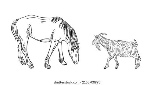 Horse and goat sketch. Doodle hand drawn livestock. Farming.Vector illustration.