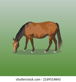 Horse in grass vector art illustration