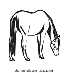 Horse grazes , vector drawing