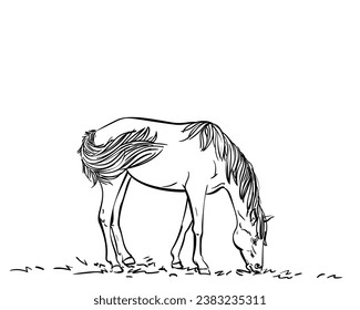 Horse grazing, Freehand sketch, Hand drawn illustration of domesticated animal eating grass