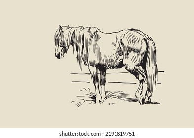 Horse grazing in the meadow