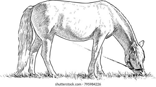 horse grazing in a meadow
