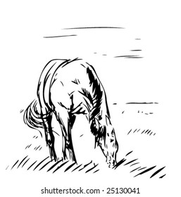 horse grazing on a pasture. sketch