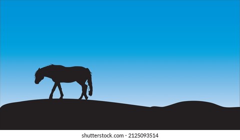Horse grazing in pasture in sunset light