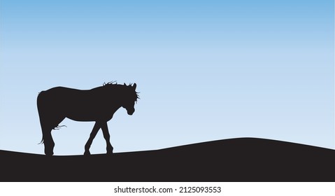Horse grazing in pasture in sunset light