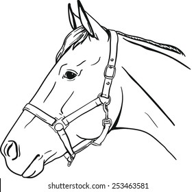 horse in halter