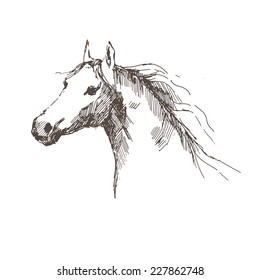 Horse - hand draw. Vector illustration.
