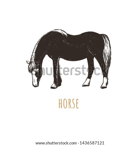 Horse hand drawing vector illustration. Horse silhouette sketch. Workhorse