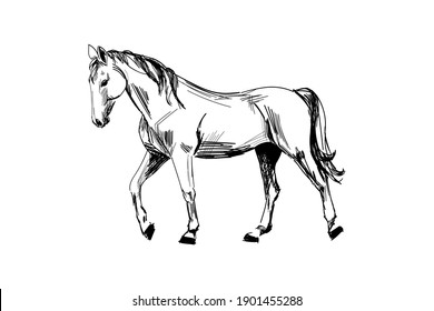 Horse hand drawn sketch. Walking horse black graphic sketch isolated on white background. Vector illustration