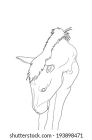Horse hand drawn. Vector Illustration.