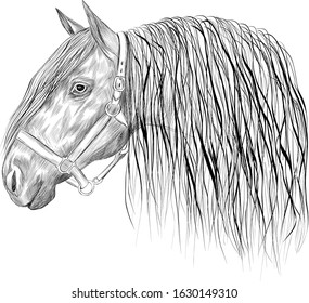  horse head black bridle white with light mane profile sketch vector