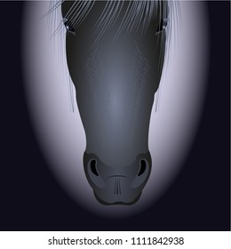 horse head, black and white portrait, front view. Vector, Illustration.