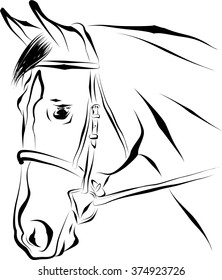 Horse head in bridle