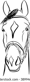 Horse head in bridle