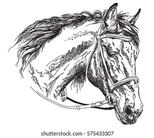 2,288 Horse pencil sketch Stock Vectors, Images & Vector Art | Shutterstock