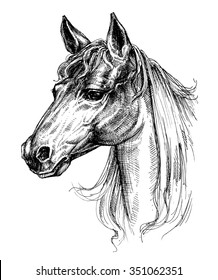 Horse head drawing