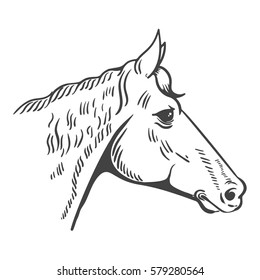 Horse head illustration isolated on white background. Design element for logo, label, emblem, sign, poster, t-shirt print. Vector illustration.
