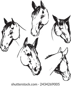 Horse head ink sketches group. Animals black and white drawings. Herbivore mammal  species. Minimal artworks. 