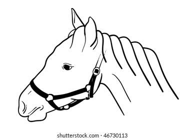 Horse head isolated on the white.