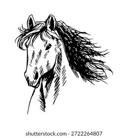 Cabeza de caballo con melena larga. Ilustración vectorial dibujada a mano.