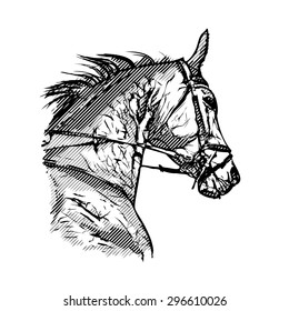 horse head on white background, autotraced