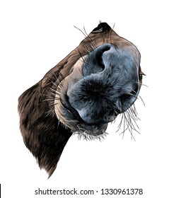 horse head in perspective with nose close up, sketch vector graphic color illustration on white background