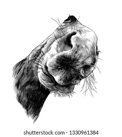 horse head in perspective with nose close up, sketch vector graphics monochrome illustration on white background