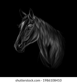 Horse head portrait on black background. Vector illustration of paints