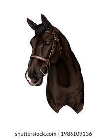 Horse head portrait from splash of watercolors, colored drawing, realistic. Vector illustration of paints