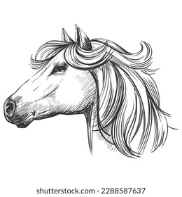 Horse head, in profile, vintage sketch vector illustration.