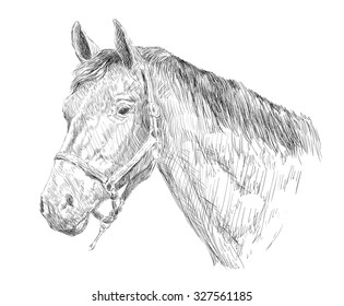 Horse Head Sketch 