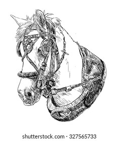 Horse Head Sketch 