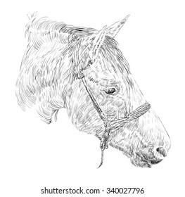 Horse head sketch 