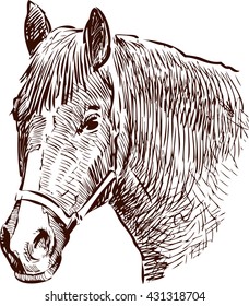 horse head sketch