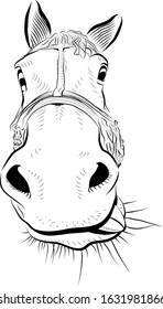 The horse head. Sketch art. Playful with tongue.