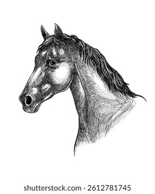 Horse head Vector sketch ink illustration. Engraving style drawing isolated on white background.