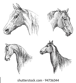 Horse head / vintage illustration from Meyers Konversations-Lexikon 1897