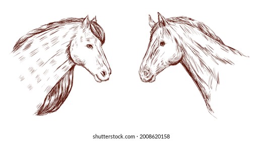 Horse heads isolated on white background. Sketchy drawing. Animal design.