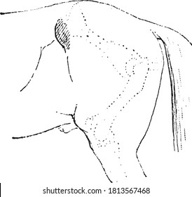 Horse hip, From the Dictionary of Word and Things, 1888.