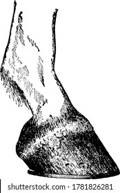 Horse Hoof are hard coverings that protect the toes of a Horse., vintage line drawing or engraving illustration. 