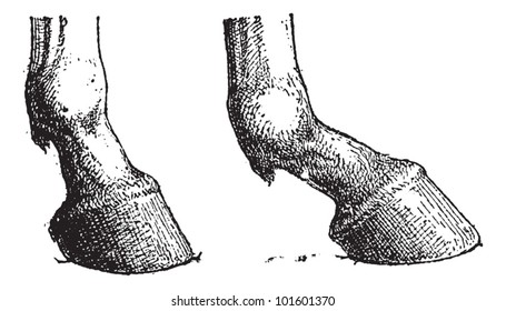 Horse Hoof Joint, showing short joint (left) and long joint (right), vintage engraved illustration. Dictionary of Words and Things - Larive and Fleury - 1895