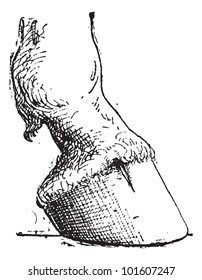 Horse Hoof, vintage engraved illustration. Dictionary of Words and Things - Larive and Fleury - 1895