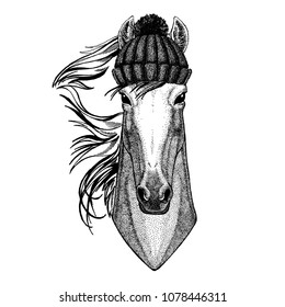 Horse, hoss, knight, steed, courser Cool animal wearing knitted winter hat. Warm headdress beanie Christmas cap for tattoo, t-shirt, emblem, badge, logo, patch