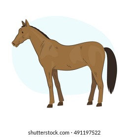 Horse Illustration